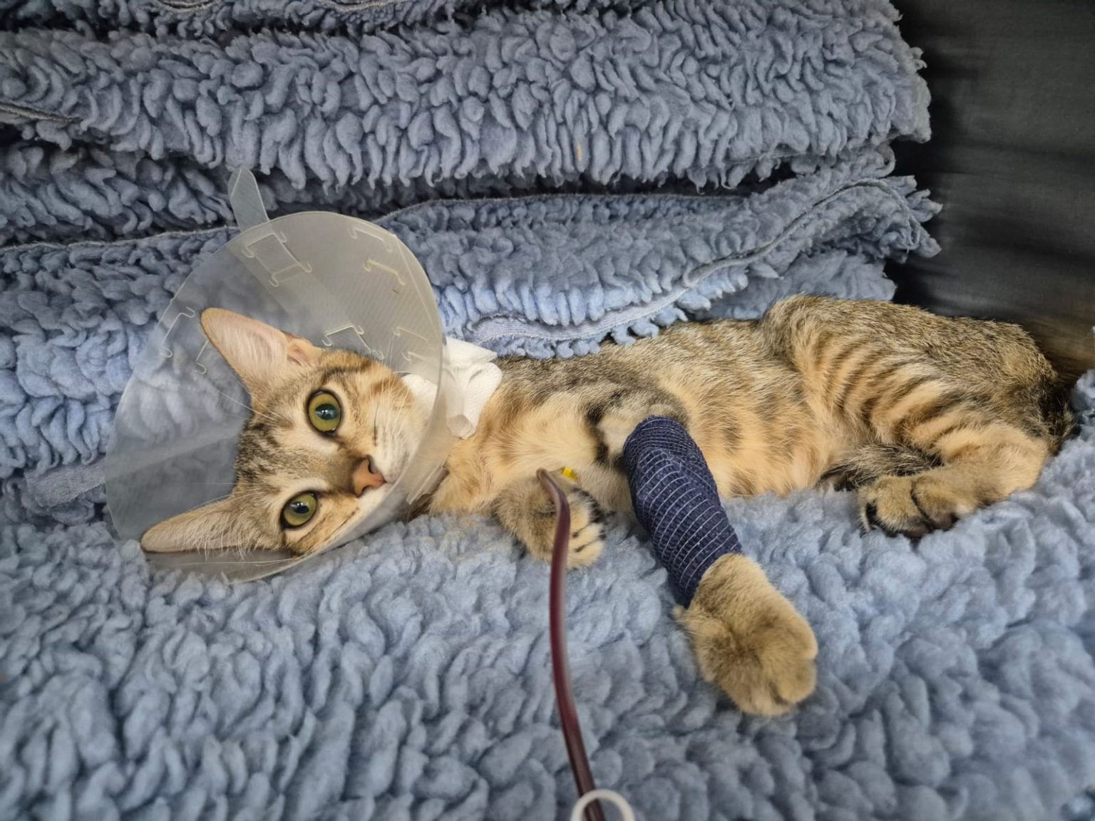 View of Why Indoor Cats Still Need Flea Prevention?